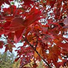 Philosophical Consulting