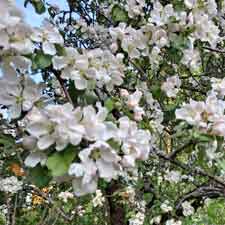 Yoga Philosophy and Psychology