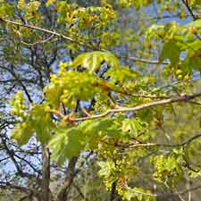 EEG-guided Mind Control